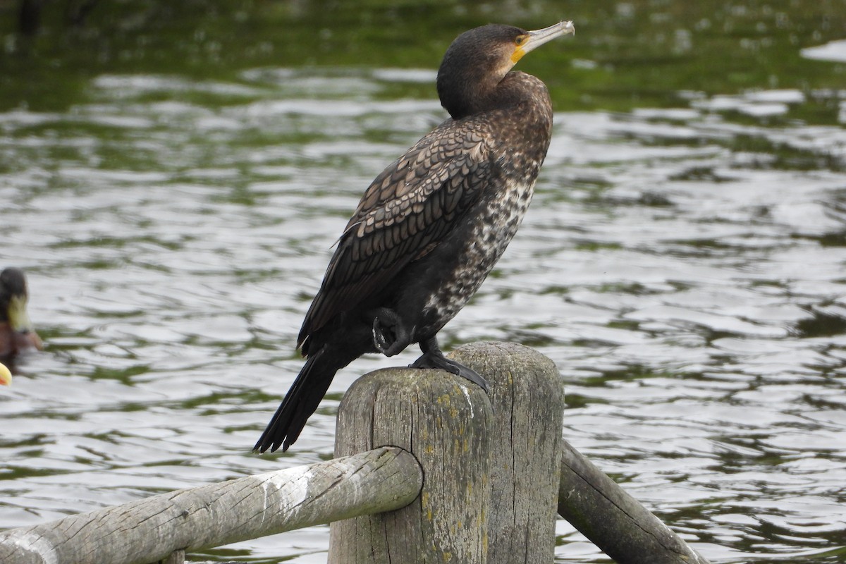 Great Cormorant - ML609942833