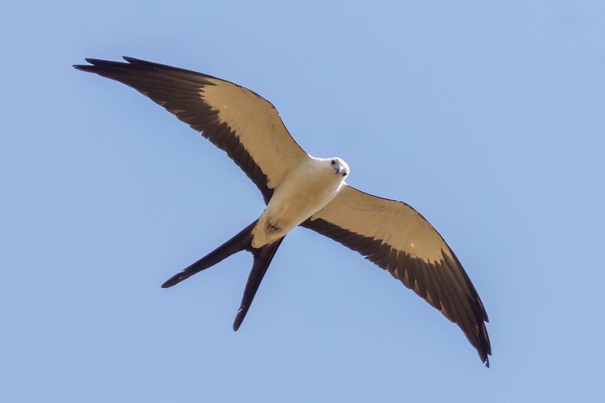 Swallow-tailed Kite - André Adeodato - Aves de Sobral