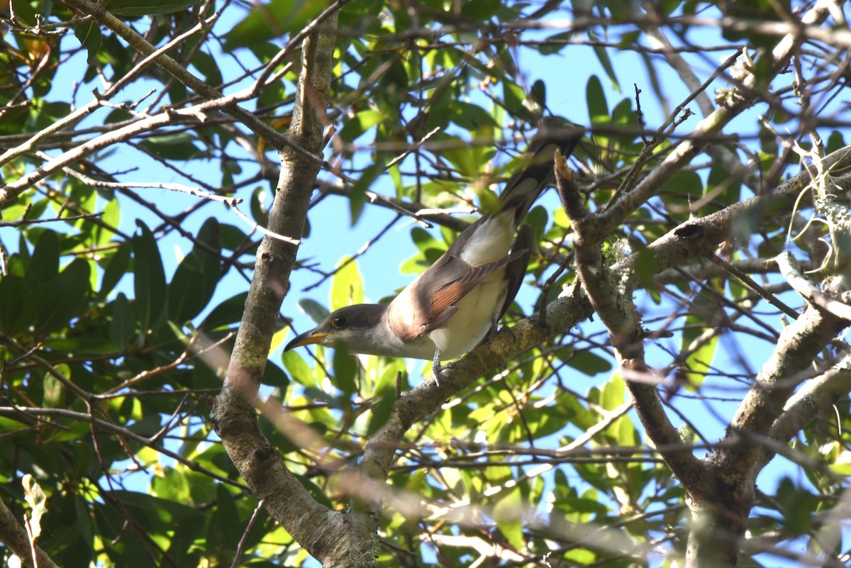 Yellow-billed Cuckoo - ML609942842