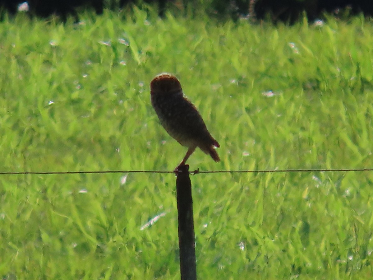 Burrowing Owl - ML609942859