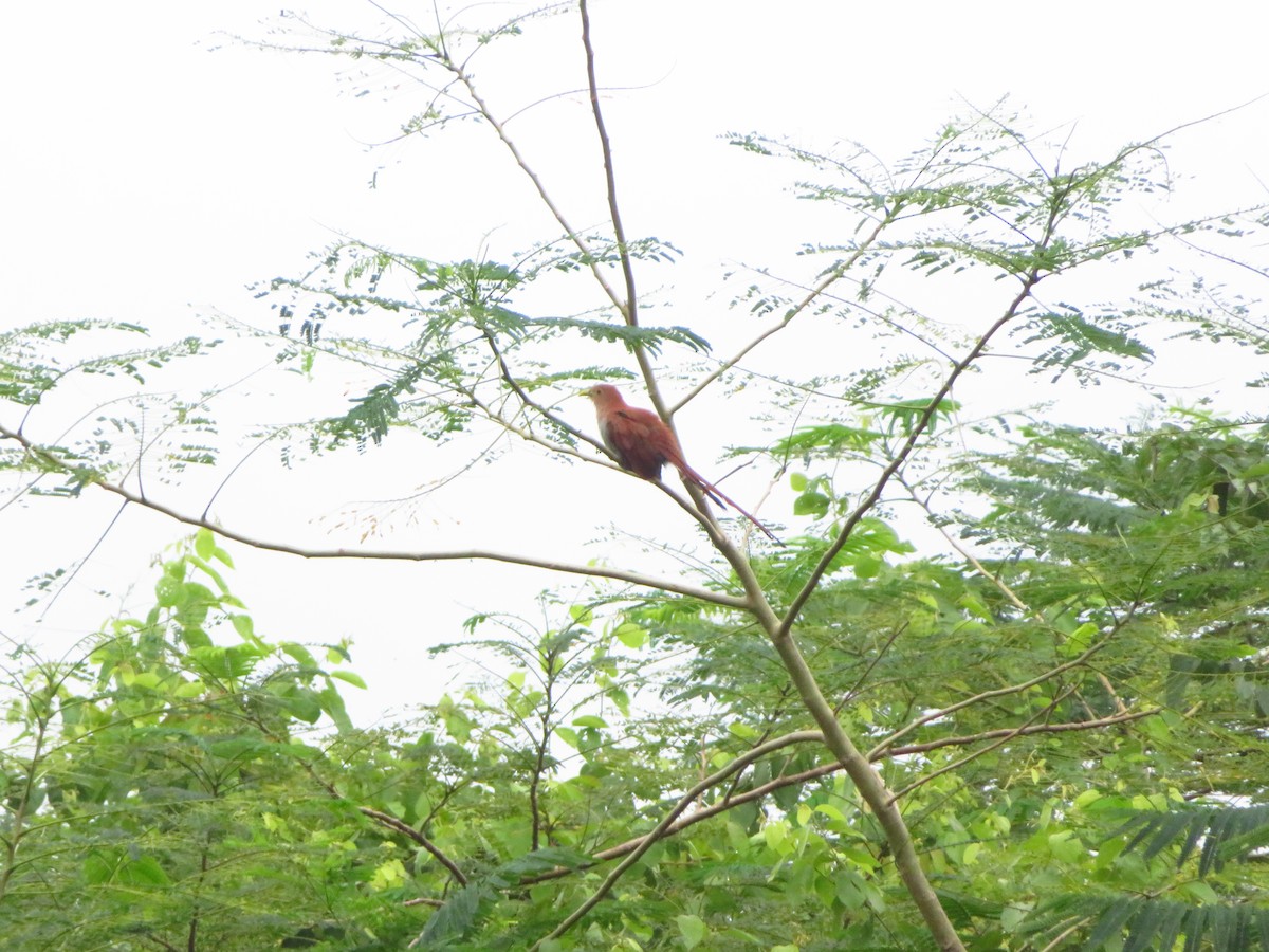 Squirrel Cuckoo - maicol gonzalez guzman