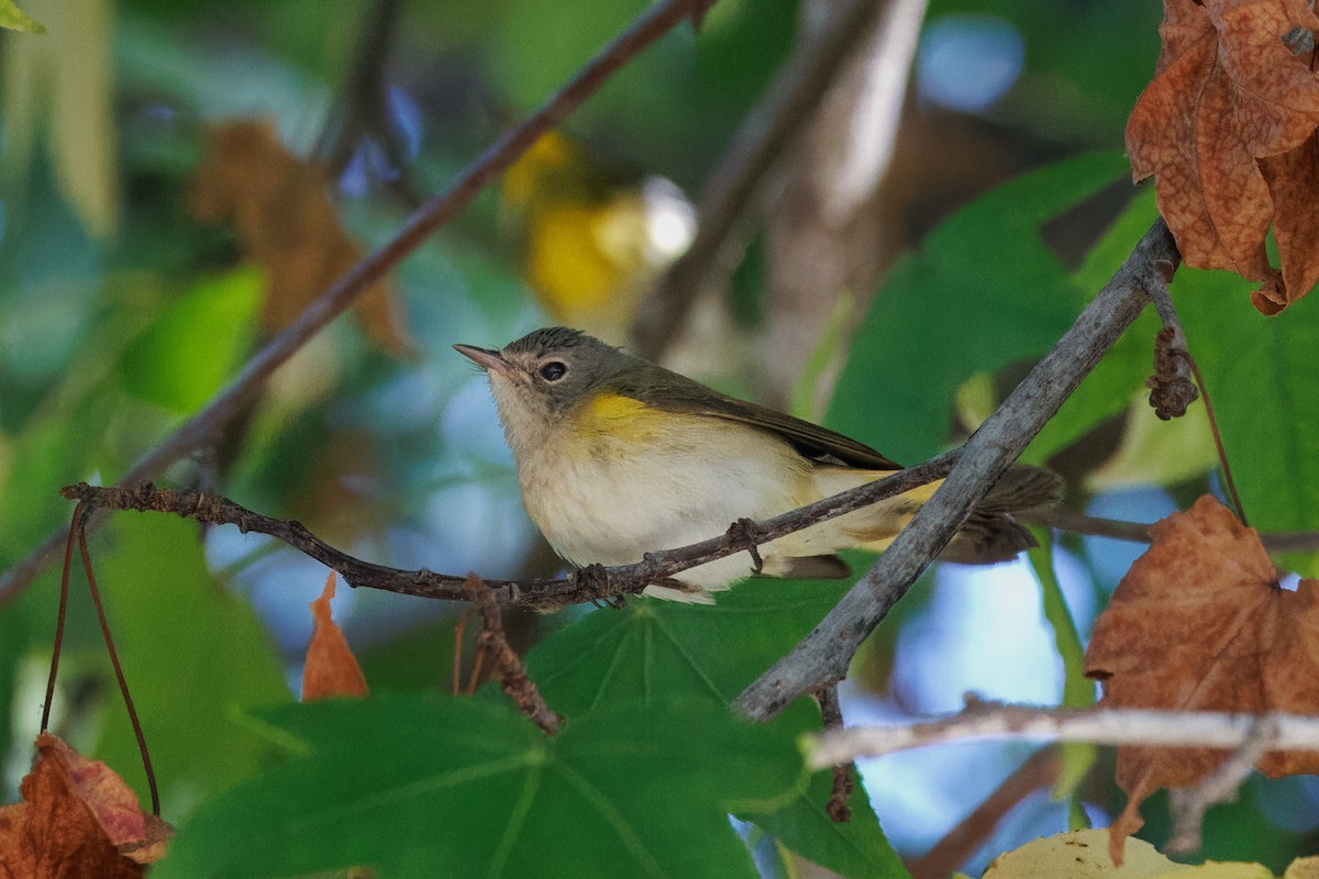 American Redstart - John Callender