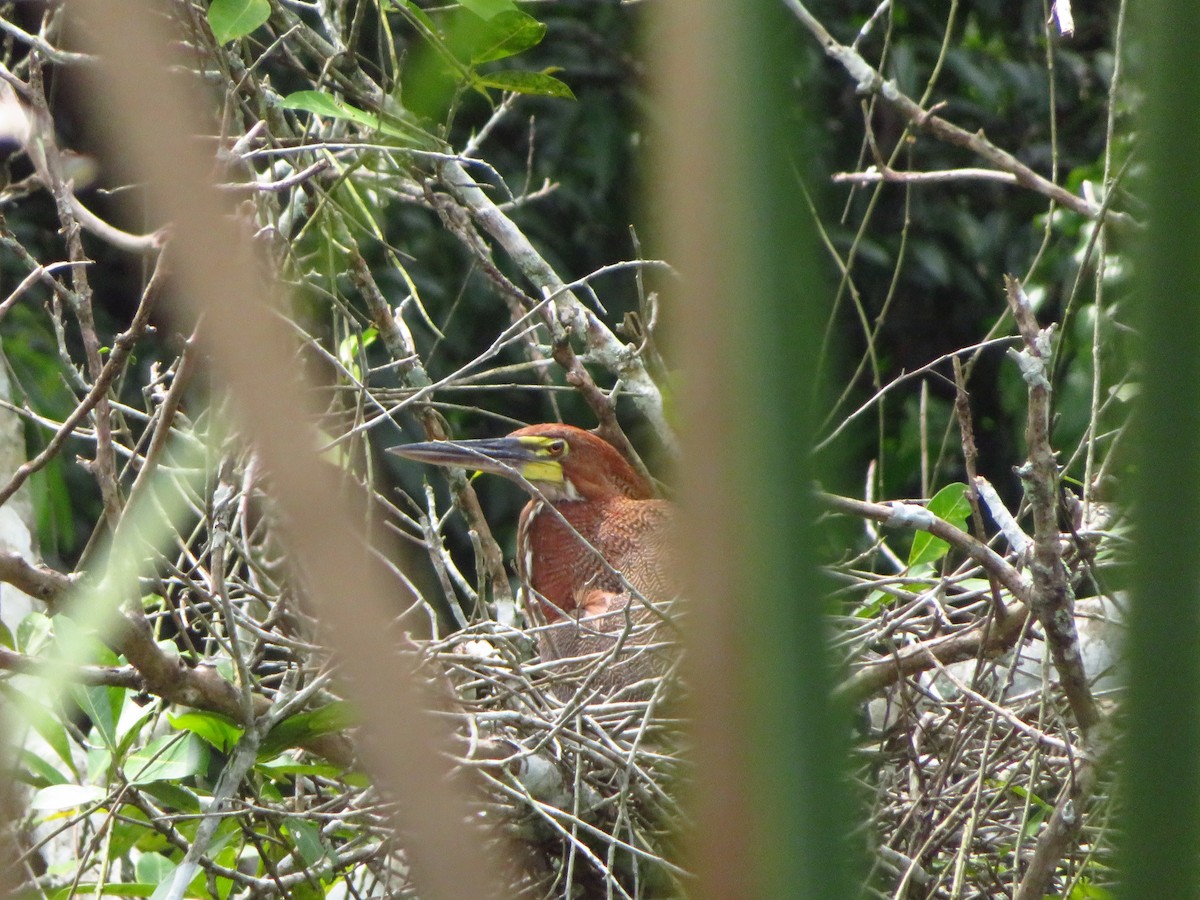 Rufescent Tiger-Heron - ML609942974