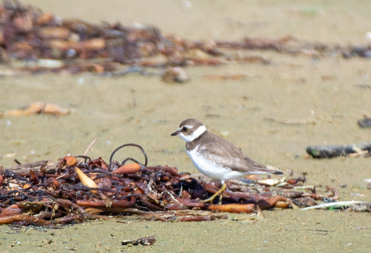Semipalmated Plover - ML609942992