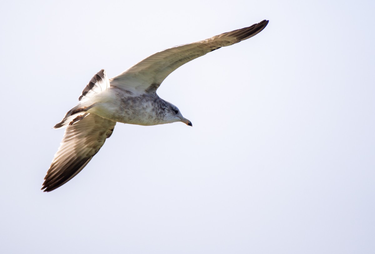 Ring-billed Gull - ML609943001