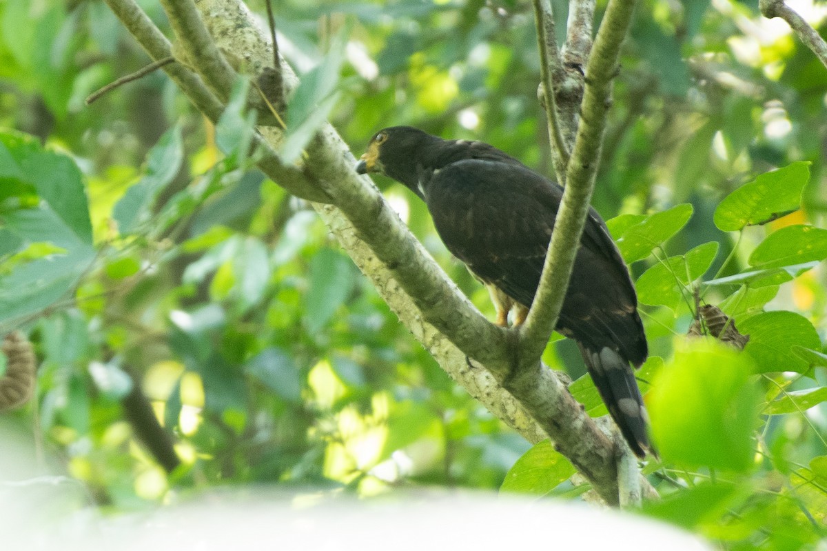 Gray-headed Kite - Eric Ripma