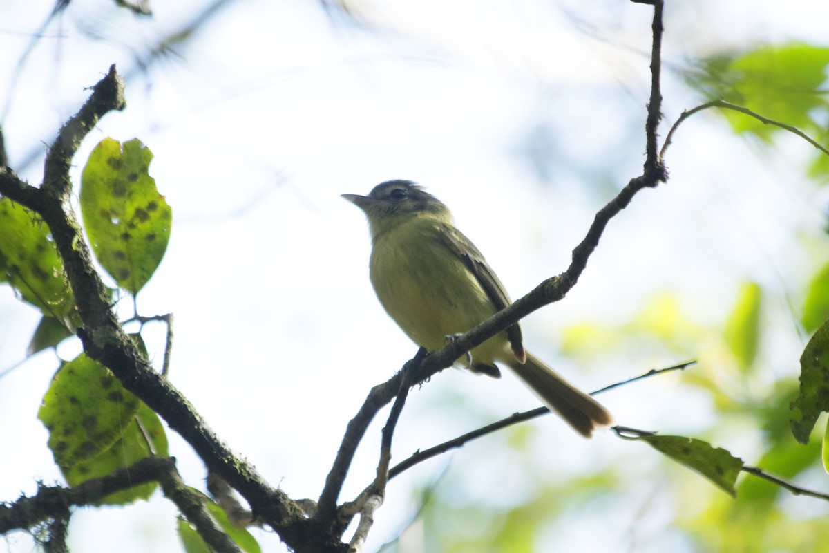 Yellow-olive Flatbill - ML609943164