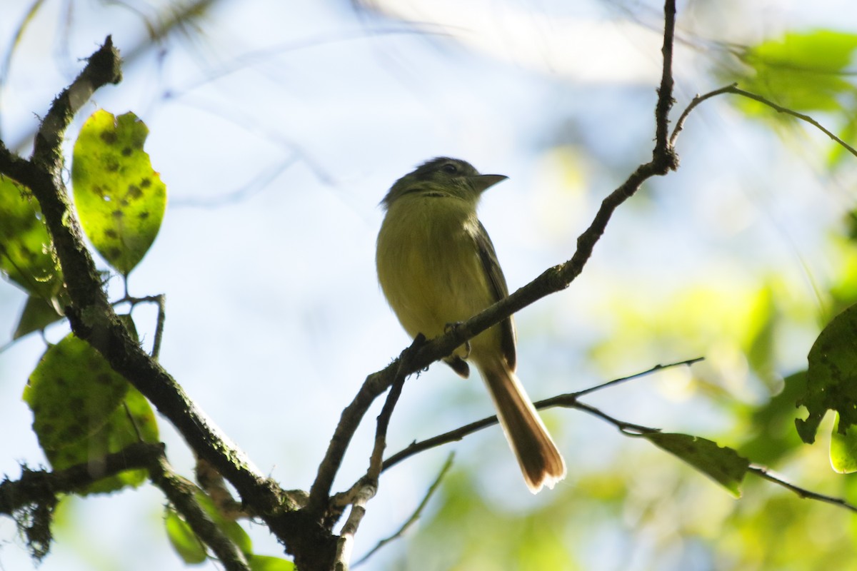 Yellow-olive Flatbill - ML609943166