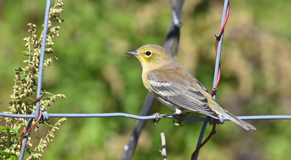 Pine Warbler - ML609943215