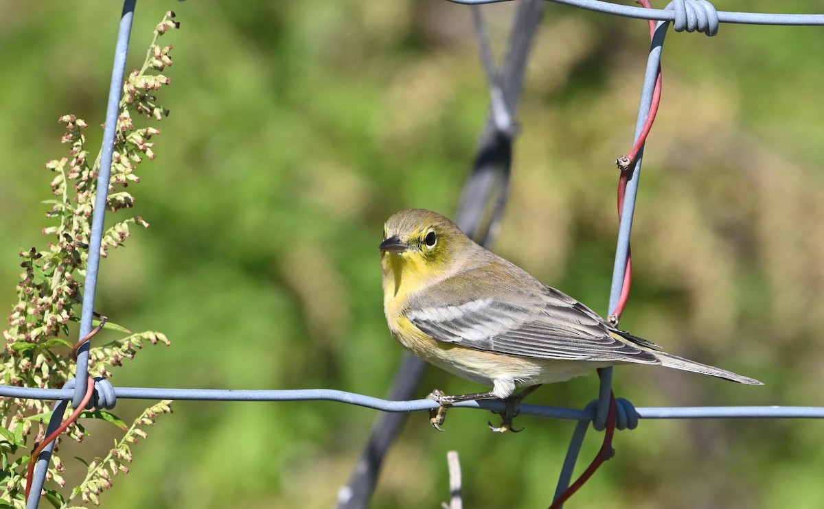 Pine Warbler - ML609943216