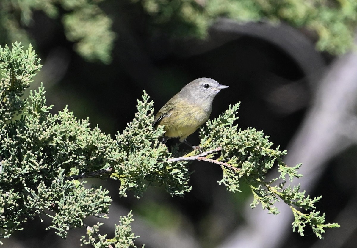 Orange-crowned Warbler (Gray-headed) - Bob Diebold