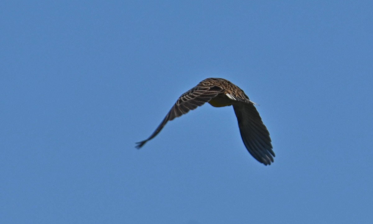 Eastern Meadowlark (Eastern) - ML609943237