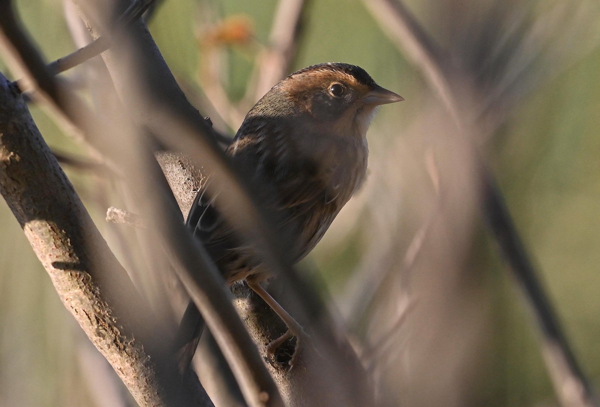 Nelson's Sparrow - Bob Diebold
