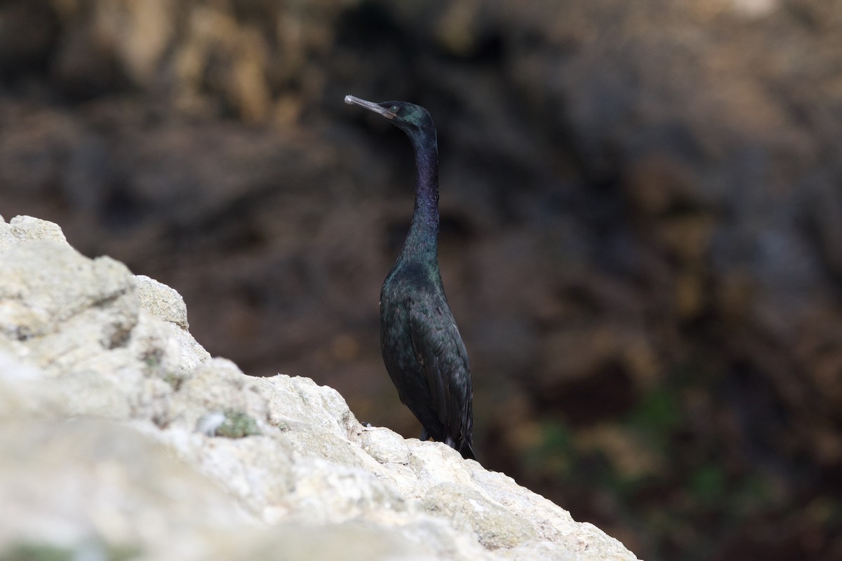 Cormorán Pelágico - ML609943270