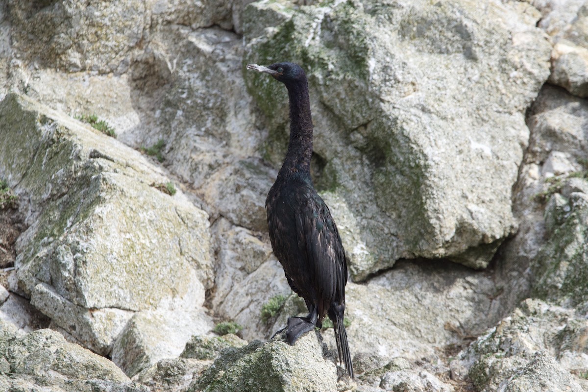 Cormorán Pelágico - ML609943272