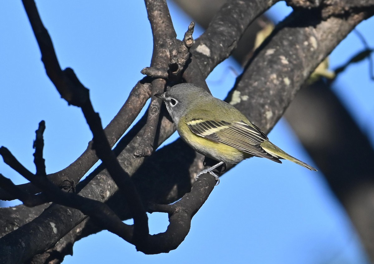 Blue-headed Vireo - ML609943303