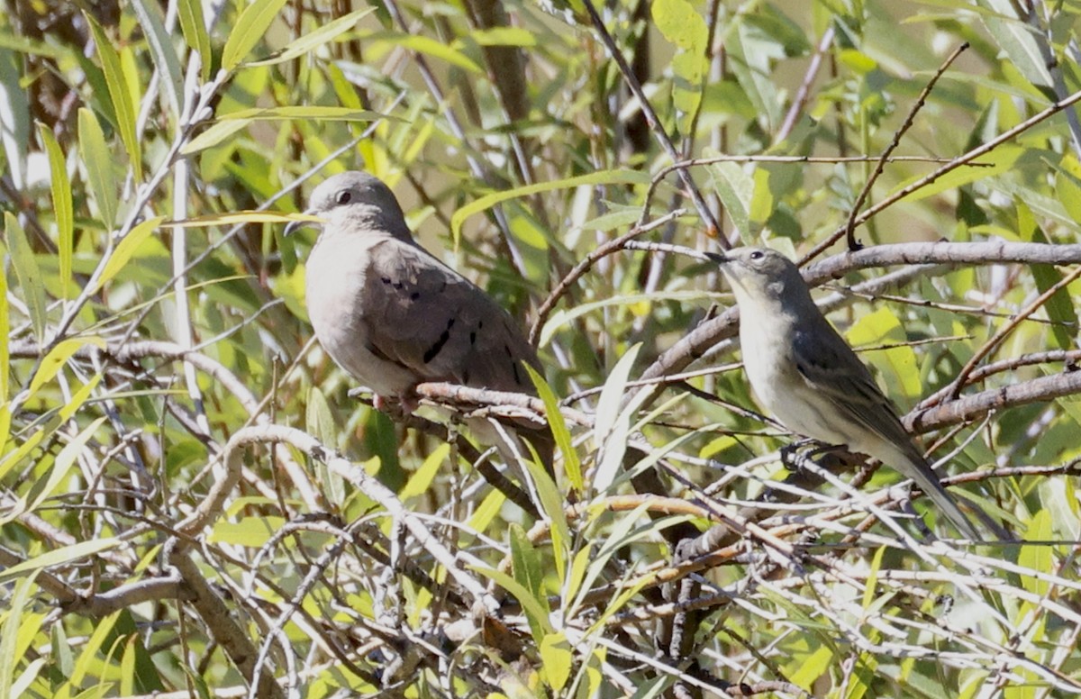 Ruddy Ground Dove - ML609943315