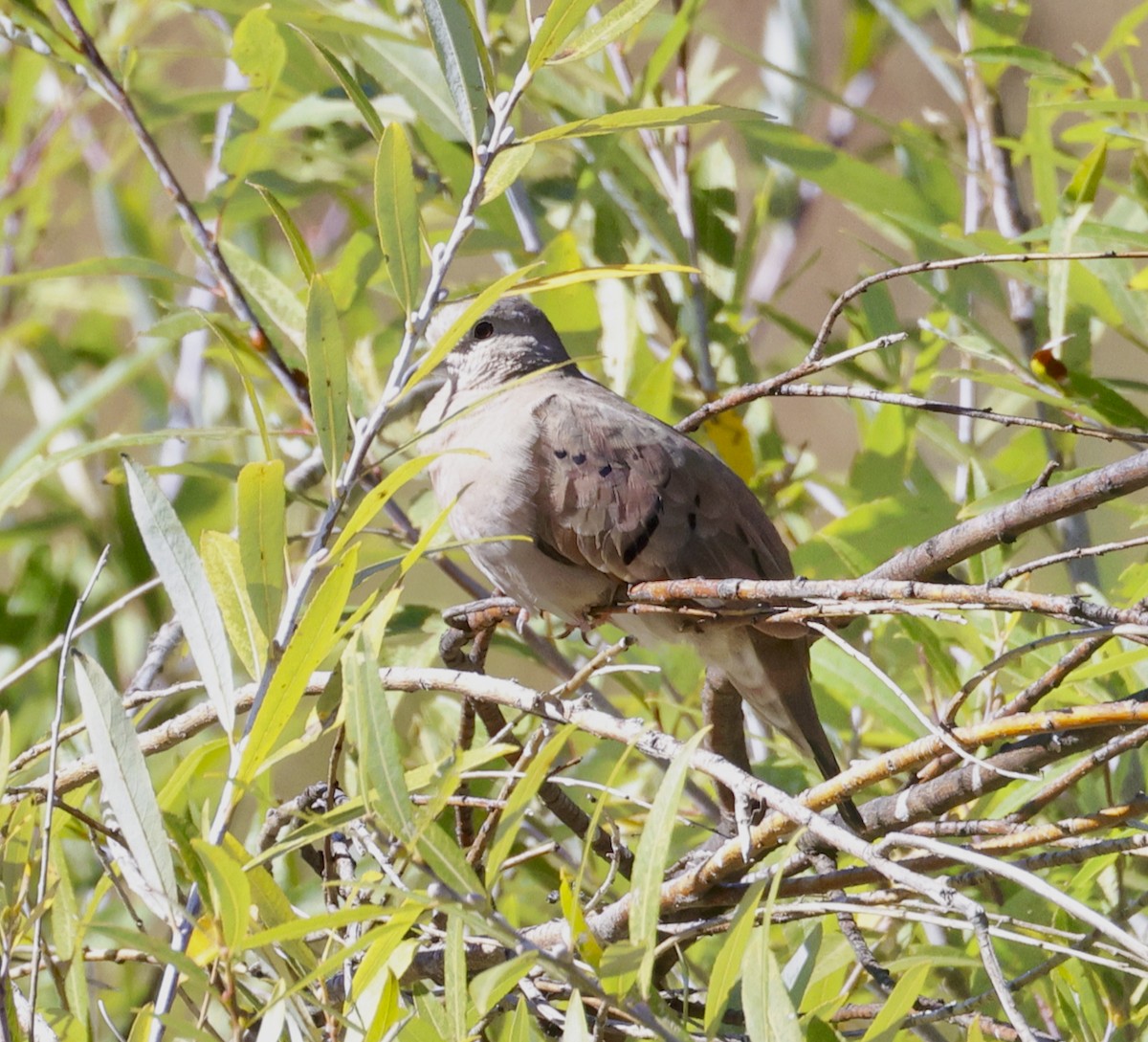 Ruddy Ground Dove - ML609943320