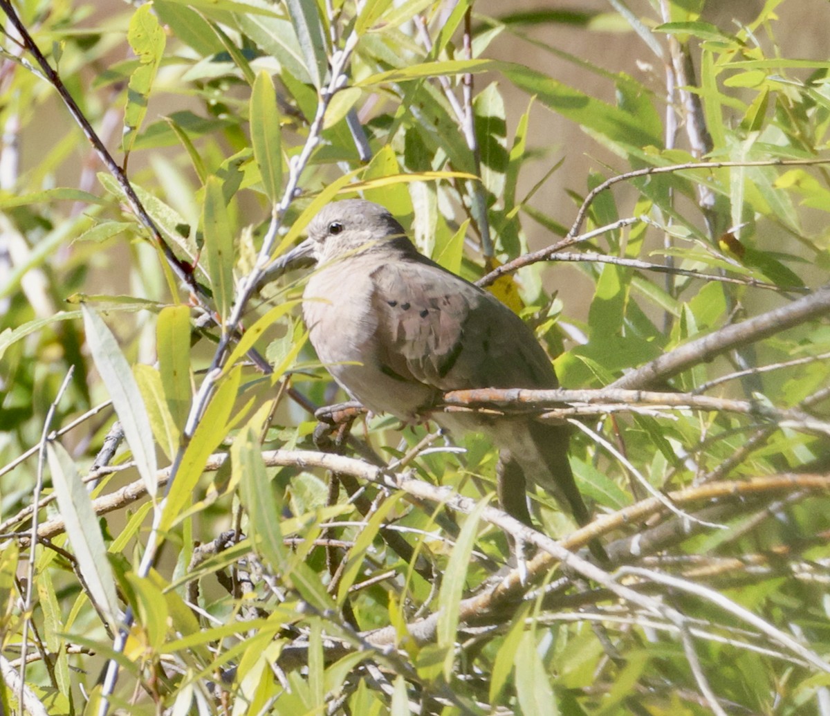 Ruddy Ground Dove - ML609943322