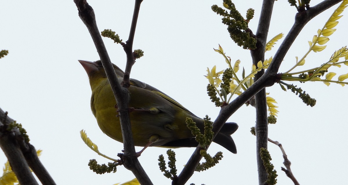 European Greenfinch - Janet Burton