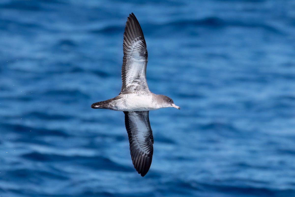 Pink-footed Shearwater - ML609943438