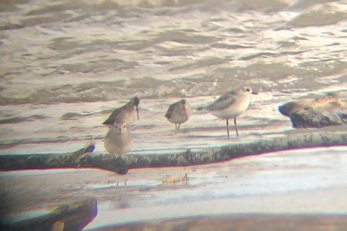 Long-billed Dowitcher - ML609943467