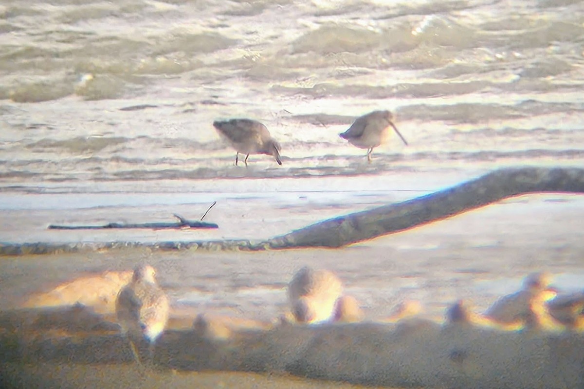 Long-billed Dowitcher - ML609943468