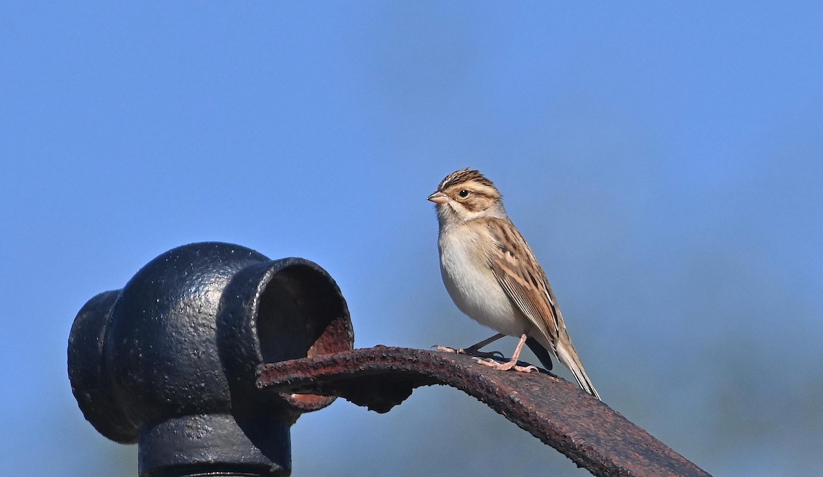 Clay-colored Sparrow - Bob Diebold