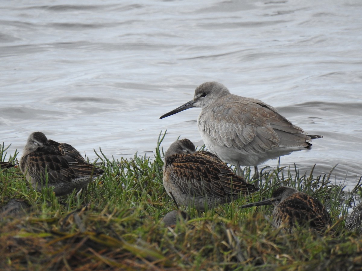 Willet - Cameron  Montgomery