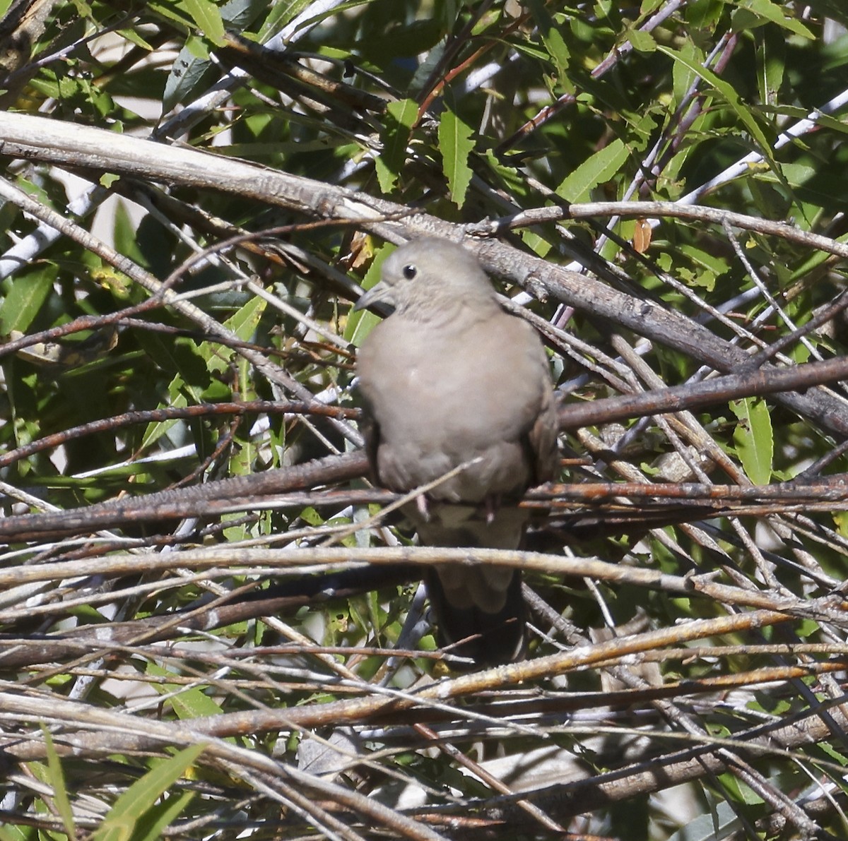 Ruddy Ground Dove - ML609943575