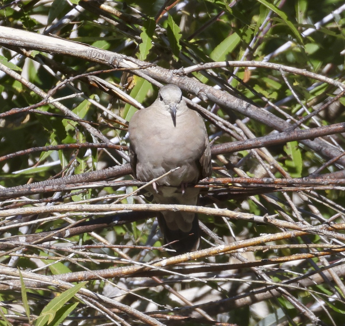 Ruddy Ground Dove - ML609943576