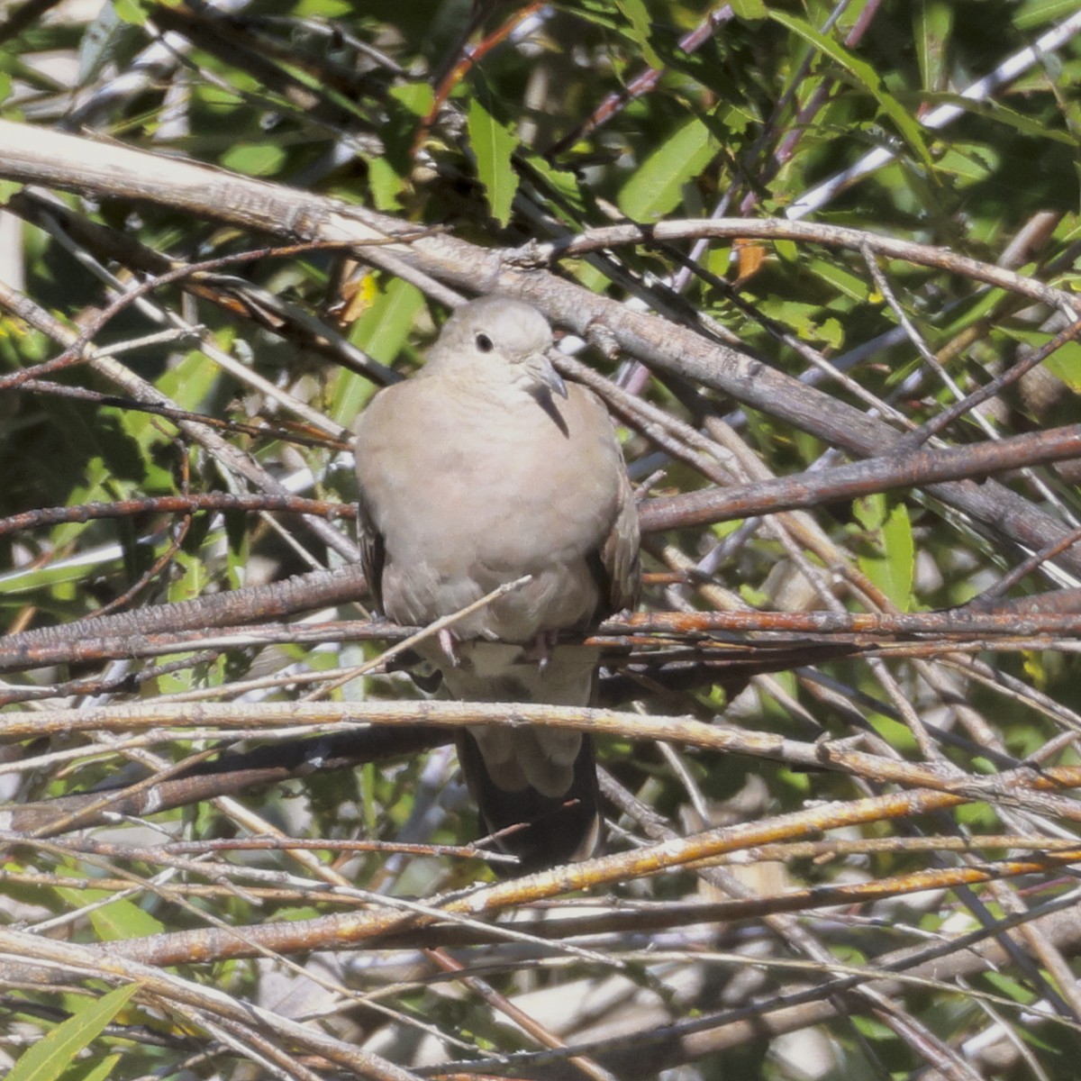 Ruddy Ground Dove - Adam Dudley