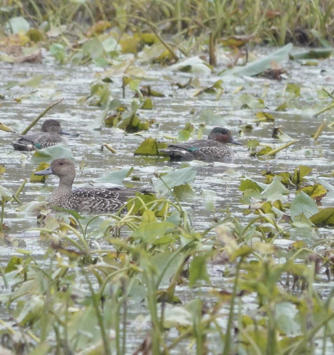 Green-winged Teal - ML609943689