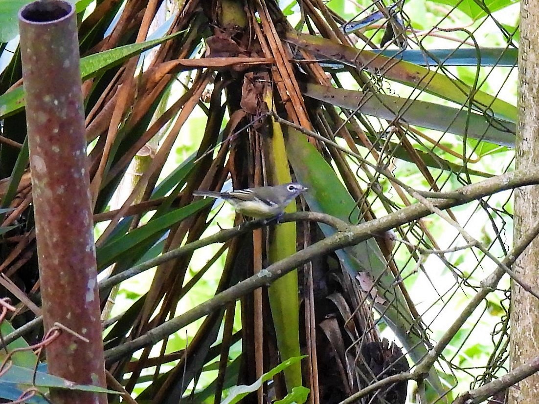 Plumbeous Vireo - María Eugenia Paredes Sánchez