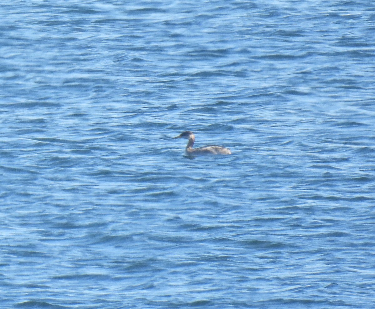 Red-necked Grebe - ML609943737