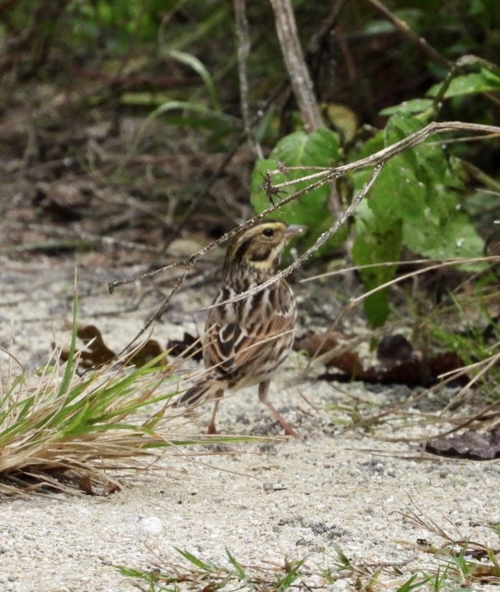 Savannah Sparrow - ML609943791