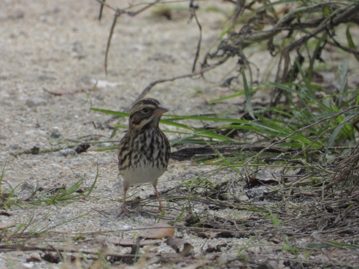 Savannah Sparrow - ML609943792