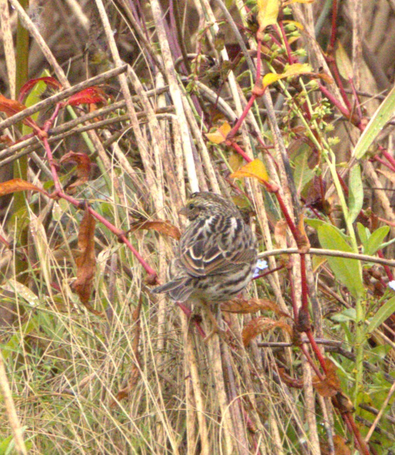 Savannah Sparrow (Savannah) - David Nicosia