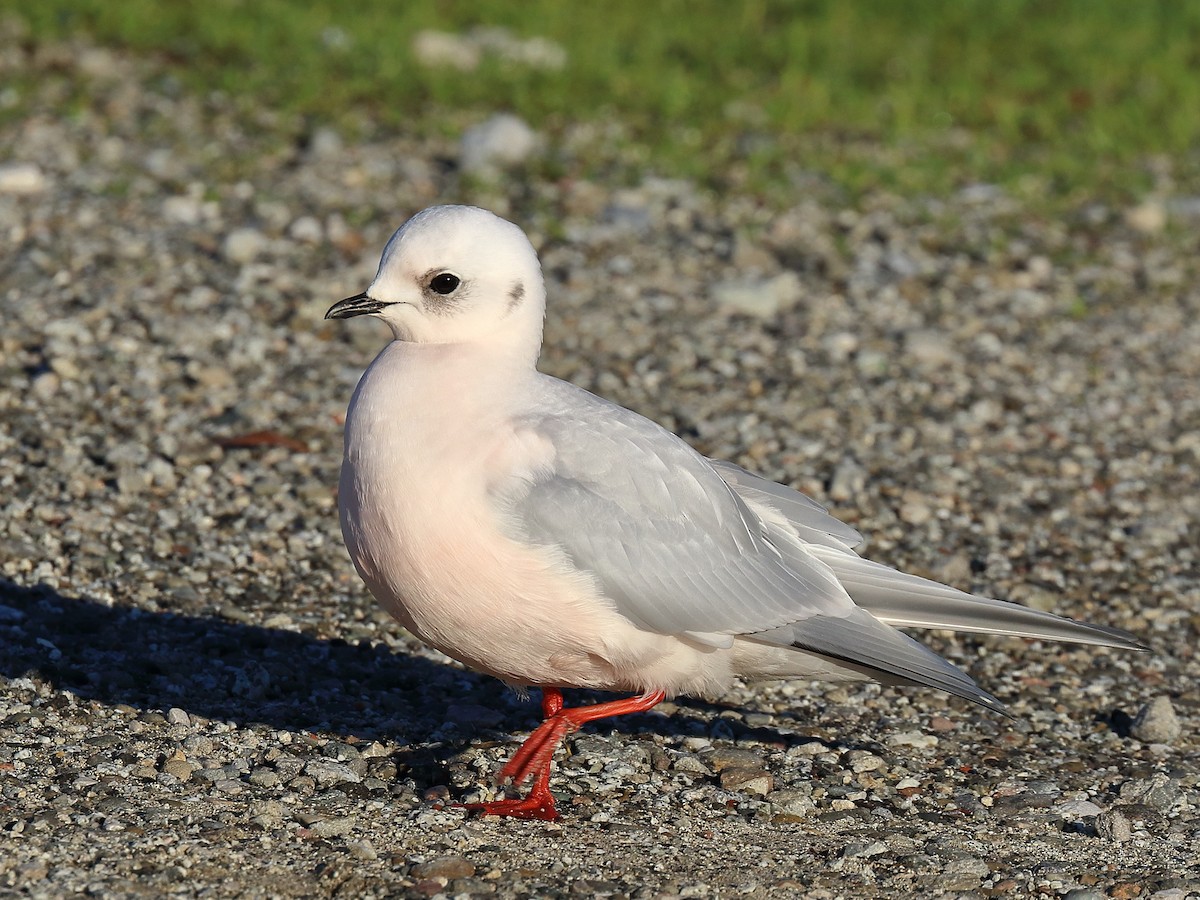 Ross's Gull - ML609943846