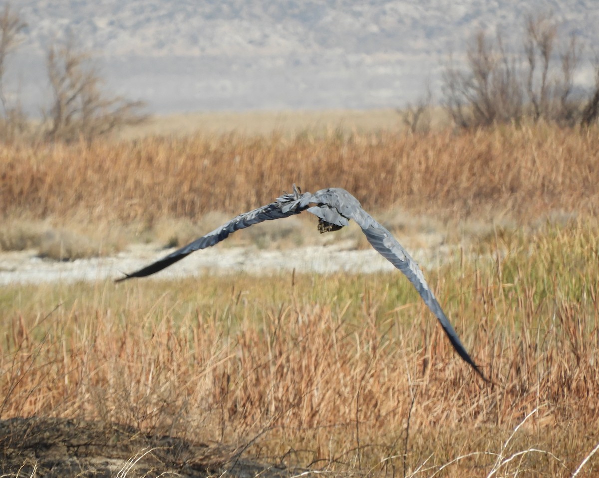 Great Blue Heron - ML609943869