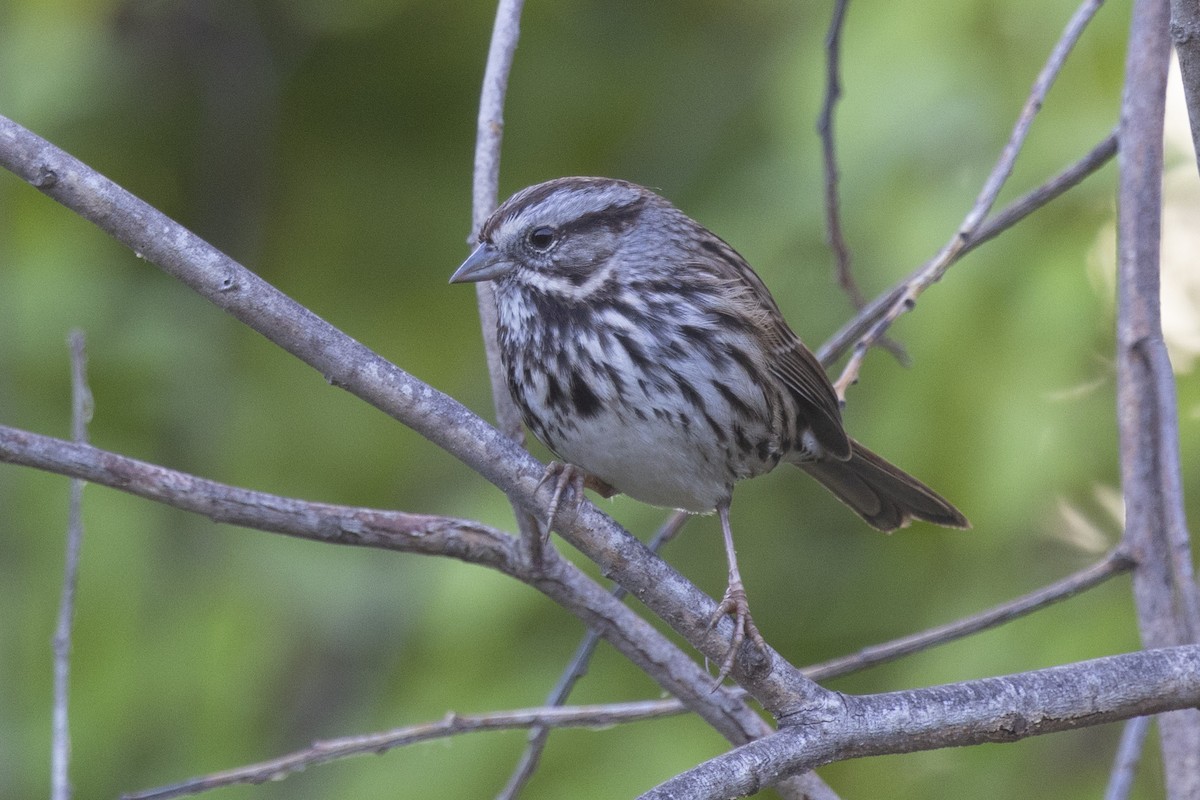 Song Sparrow - ML609943873