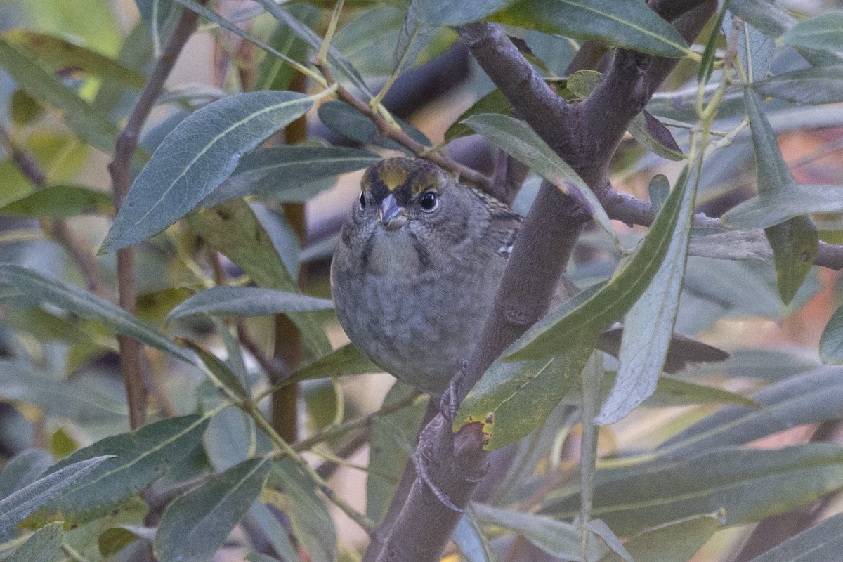 Golden-crowned Sparrow - ML609943880