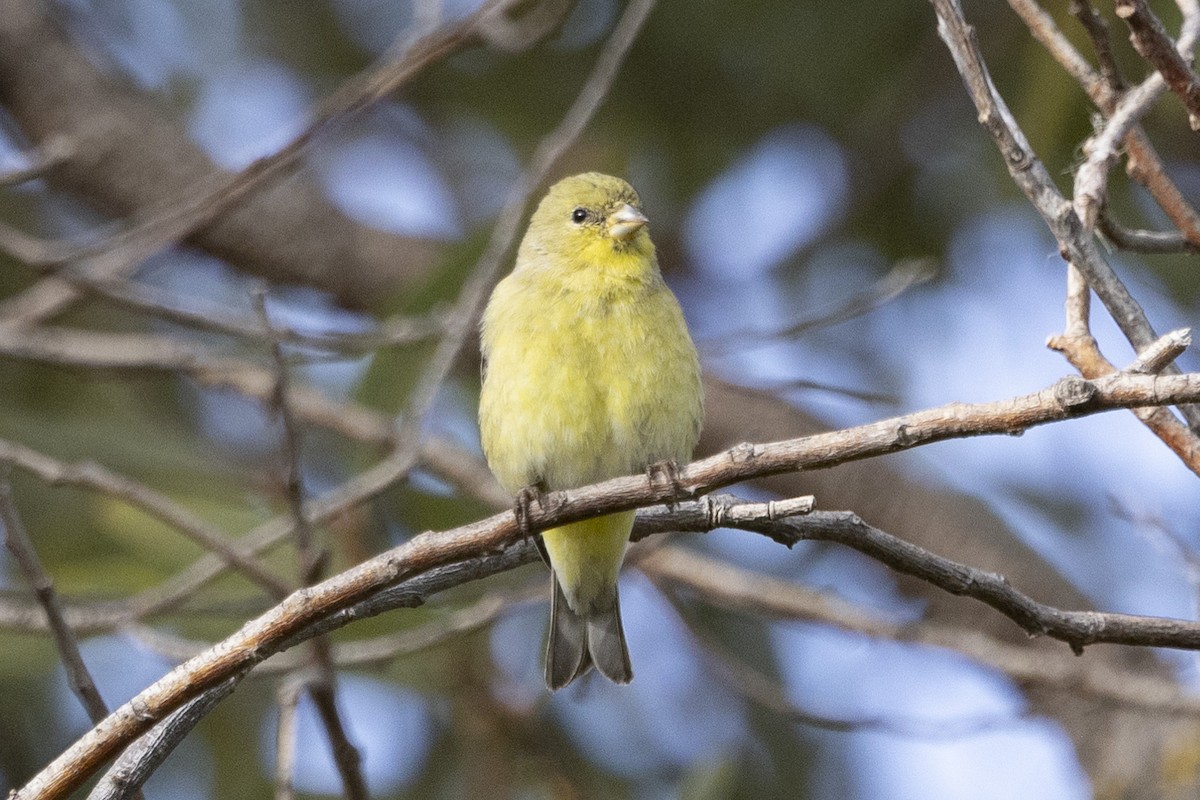 Lesser Goldfinch - Loni Ye