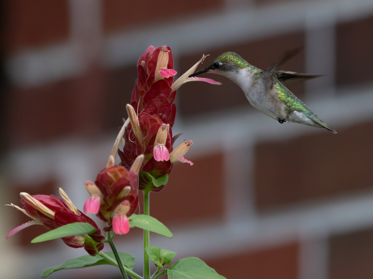 Ruby-throated Hummingbird - Lynette Spence