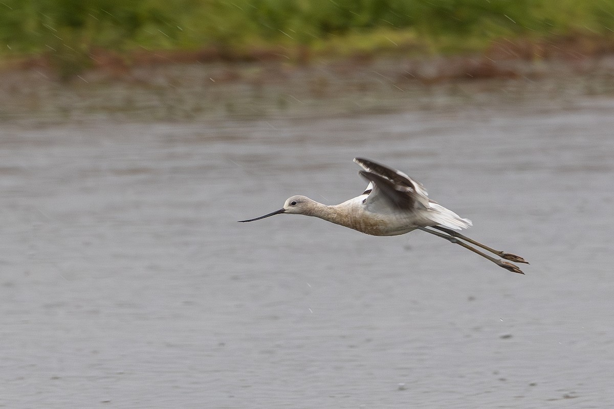 American Avocet - Rob  Sielaff