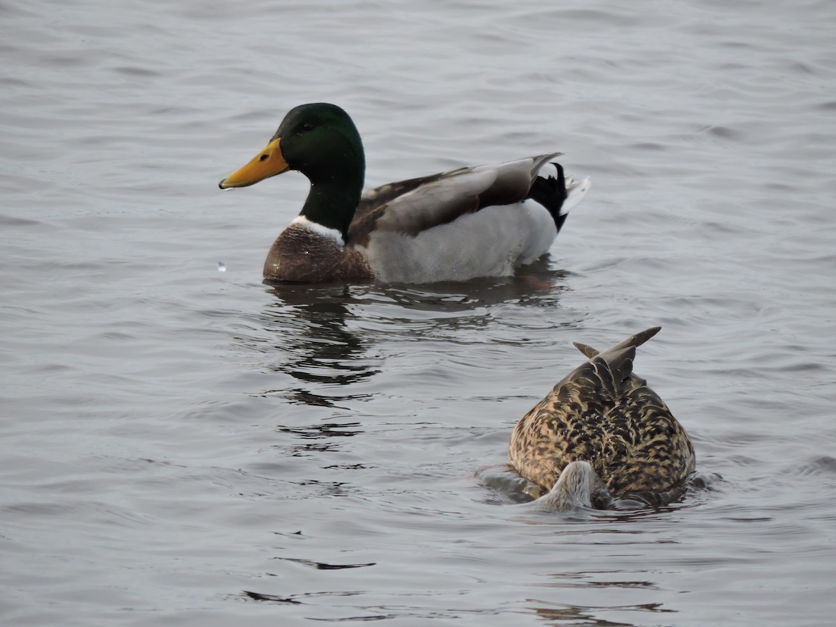 Mallard - Luis Mendes