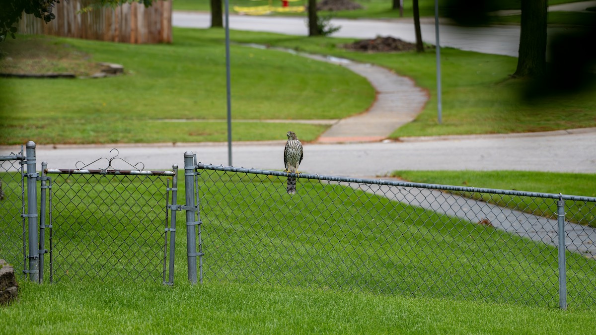 Cooper's Hawk - Paul Clifford