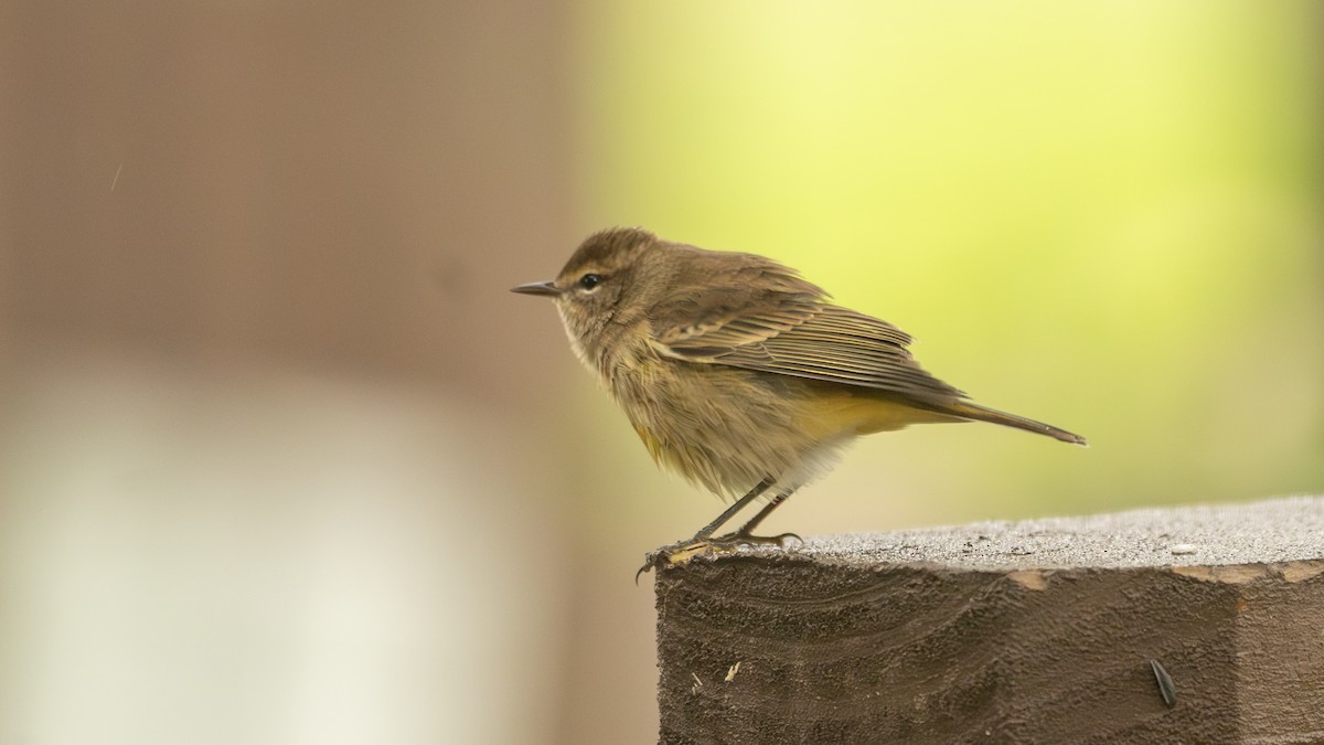 Palm Warbler - Paul Clifford