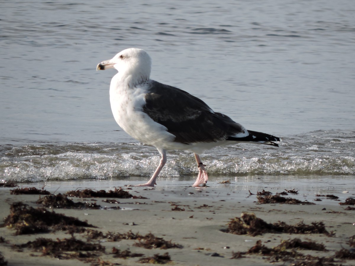 Great Black-backed Gull - Luis Mendes