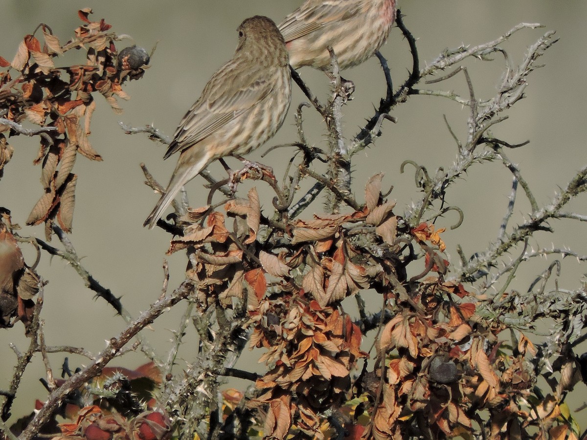 House Finch - Luis Mendes